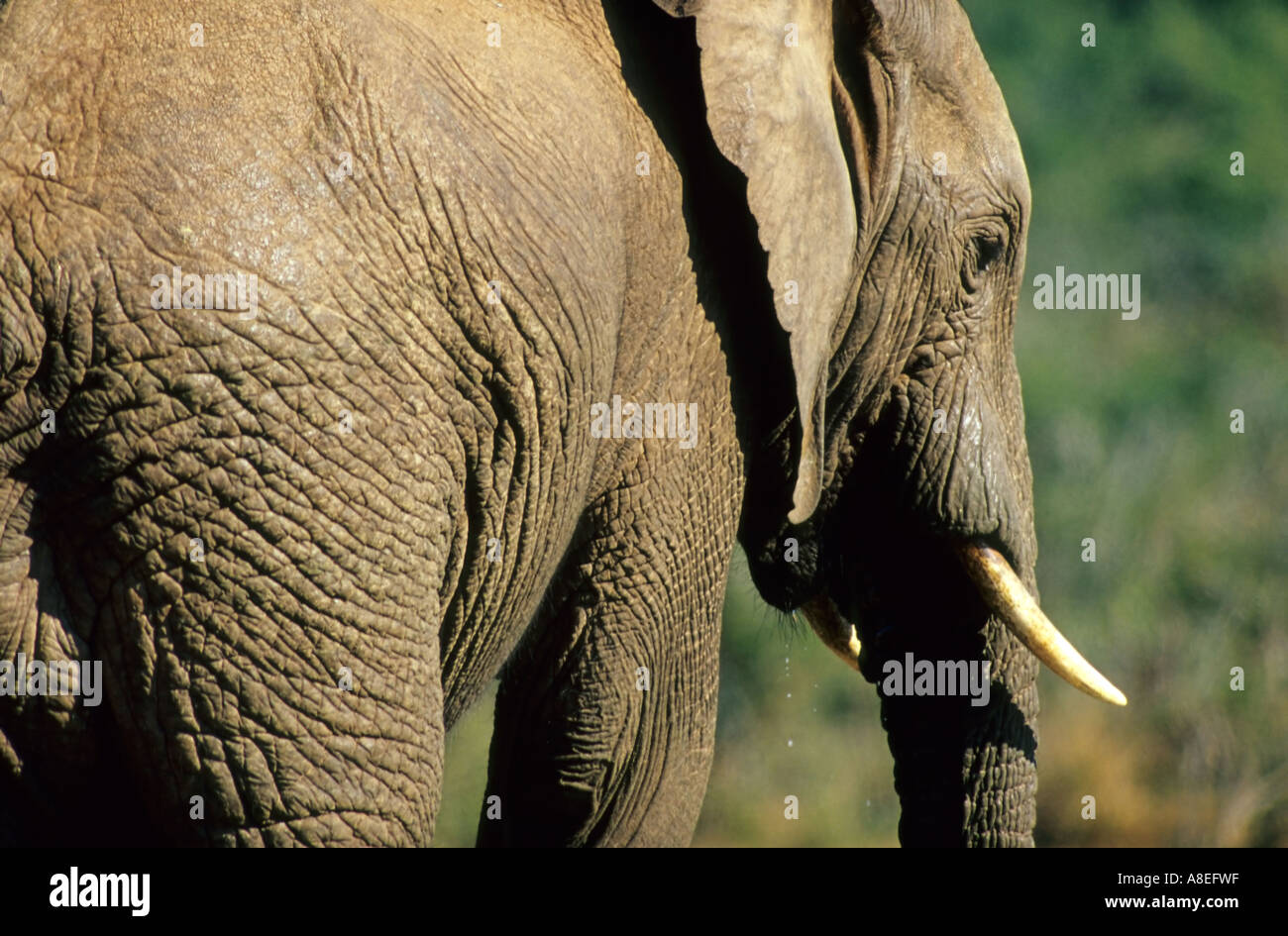 Elefante africano (Loxidonta africana) in Addo Elephant National Park, Sud Africa Foto Stock