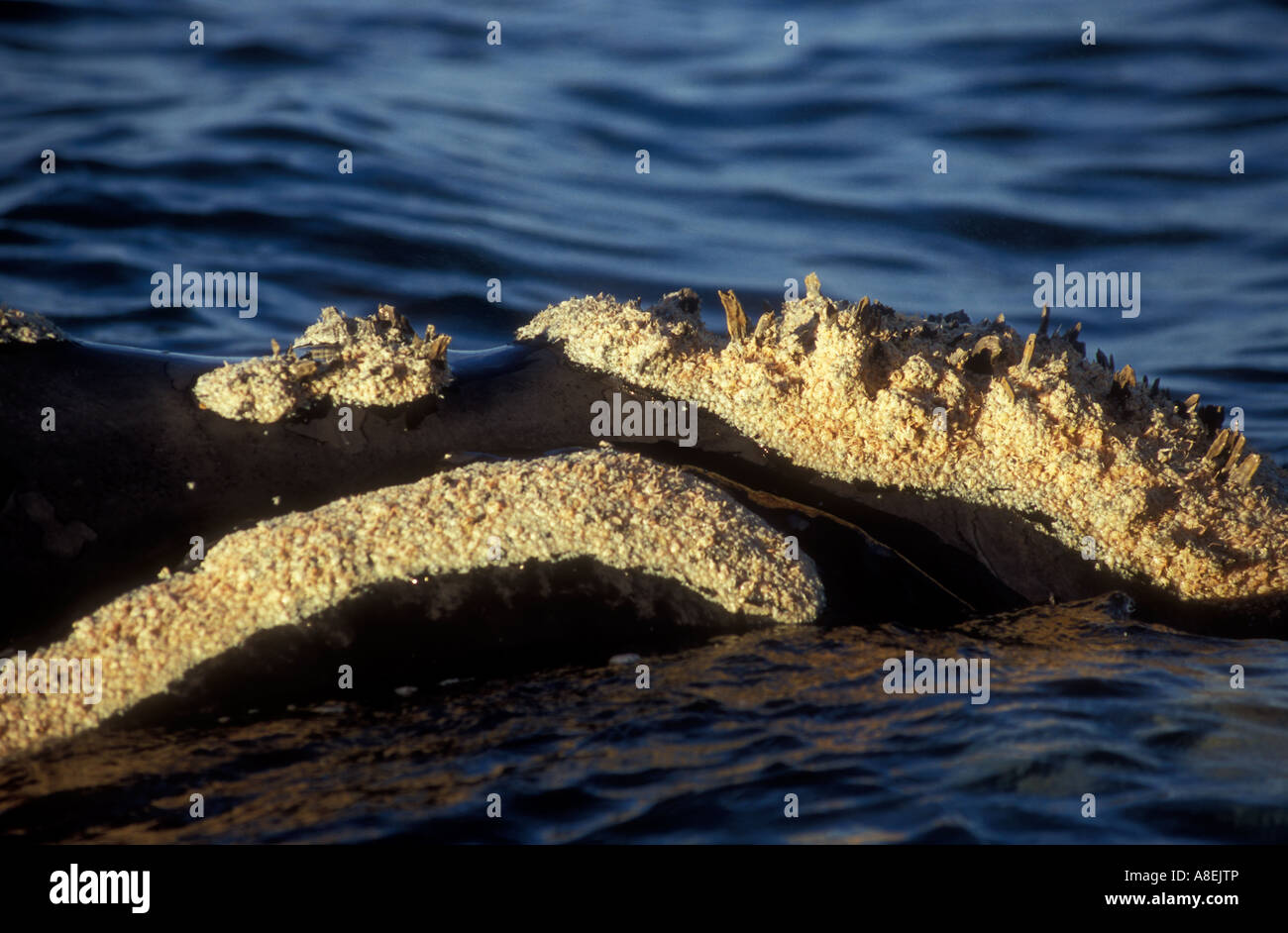 Diritto di balene del sud nella Penisola Valdes (Eubalaena australis), provincia del Chubut, Patagonia, Argentina Foto Stock