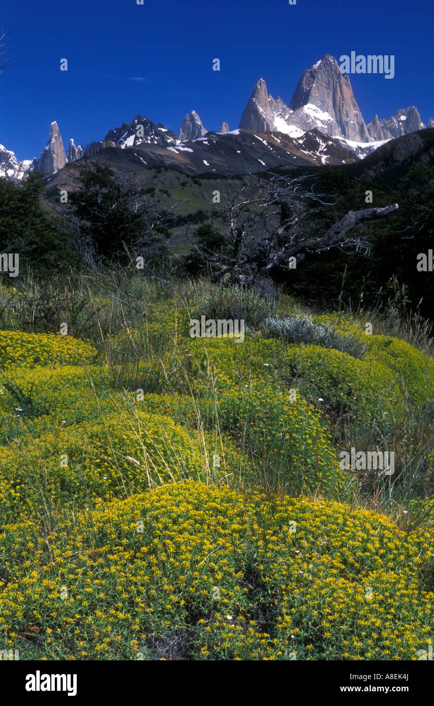 Neneo (Mulinum spinosum) e il monte "Fitz Roy" (3405m) chiamato anche "Chalten", Sud Andino Patagonia, Santa Cruz Foto Stock