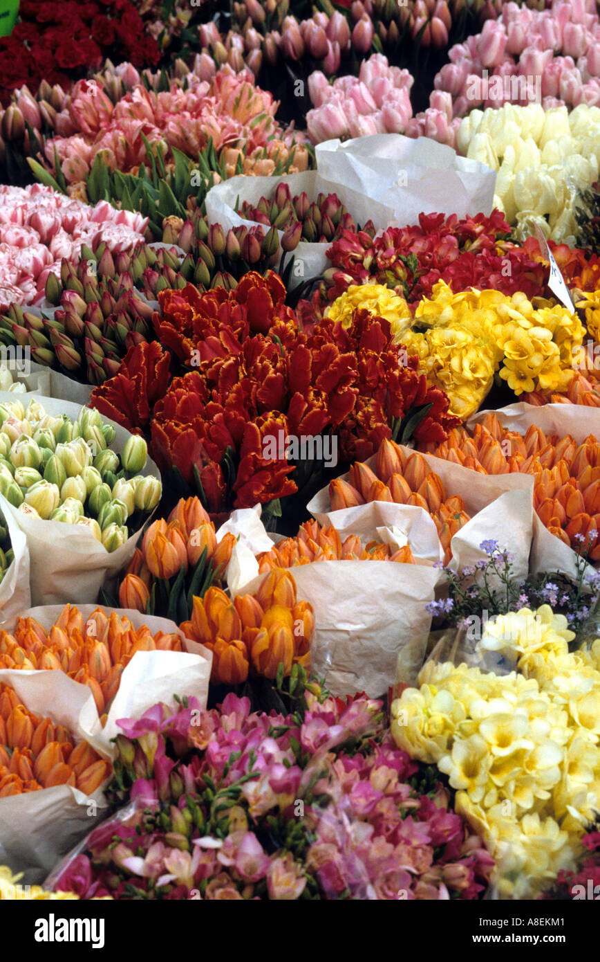 I Tulipani di Amsterdam, pop il titolo della canzone e simbolica rappresentazione della molla, Holland/ Paesi Bassi Foto Stock