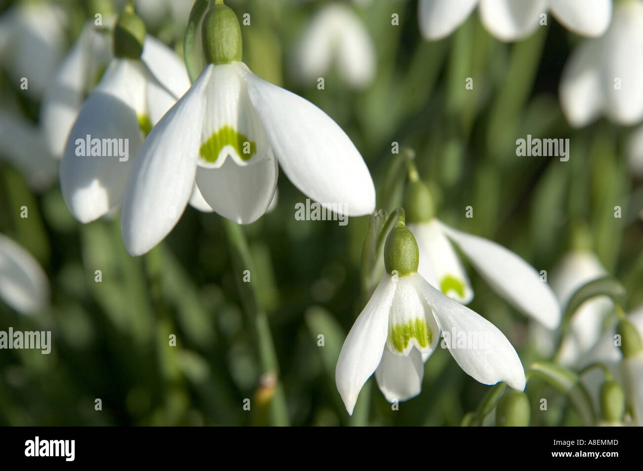 Bucaneve nel tardo inverno sunshine. Foto Stock