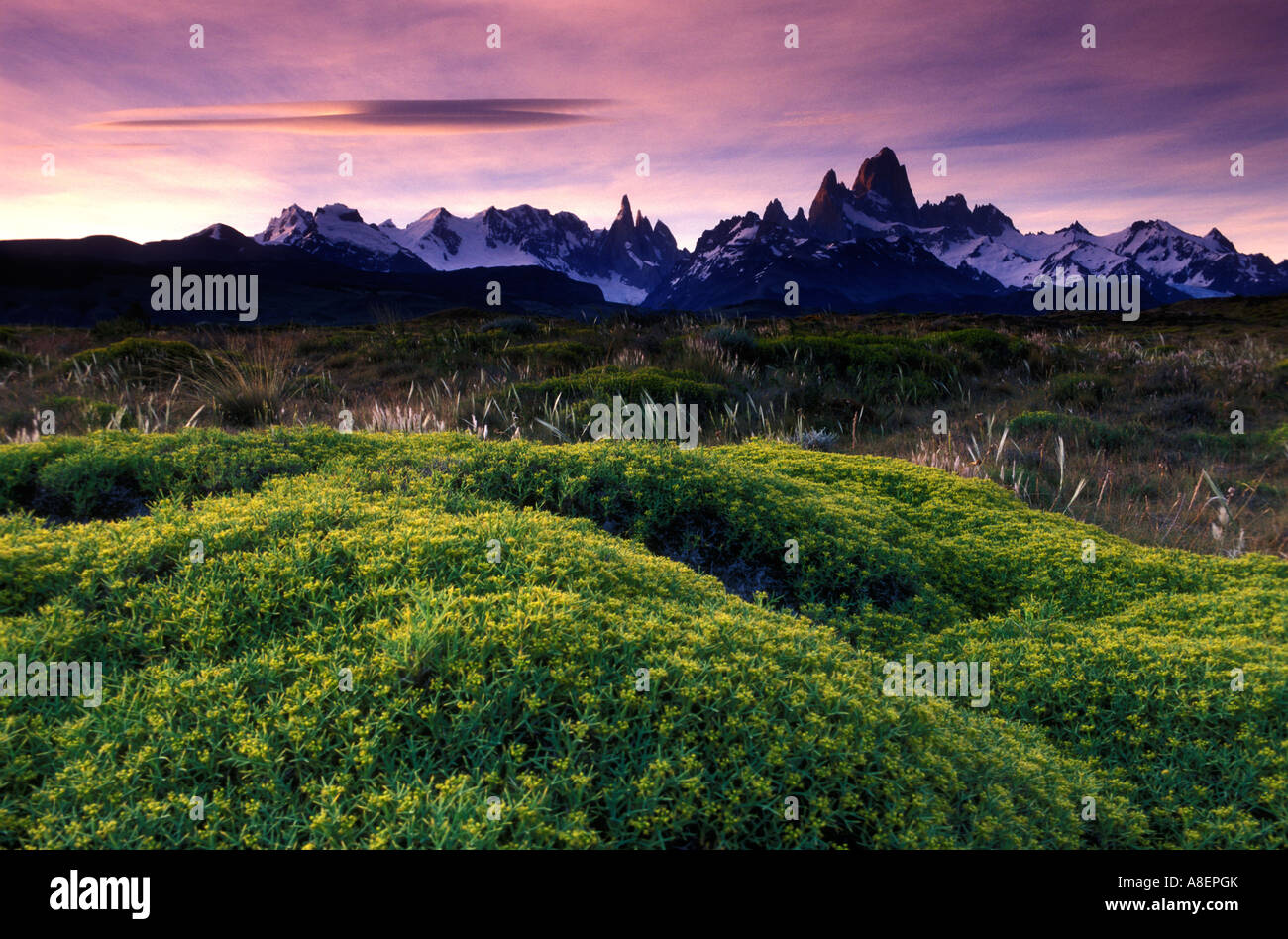 Neneo (Mulinum spinosum) e Mt "Fitz Roy" (3405m) chiamato anche "Chalten". Picco nel sud andino Patagonia, Santa Cruz, Arg Foto Stock