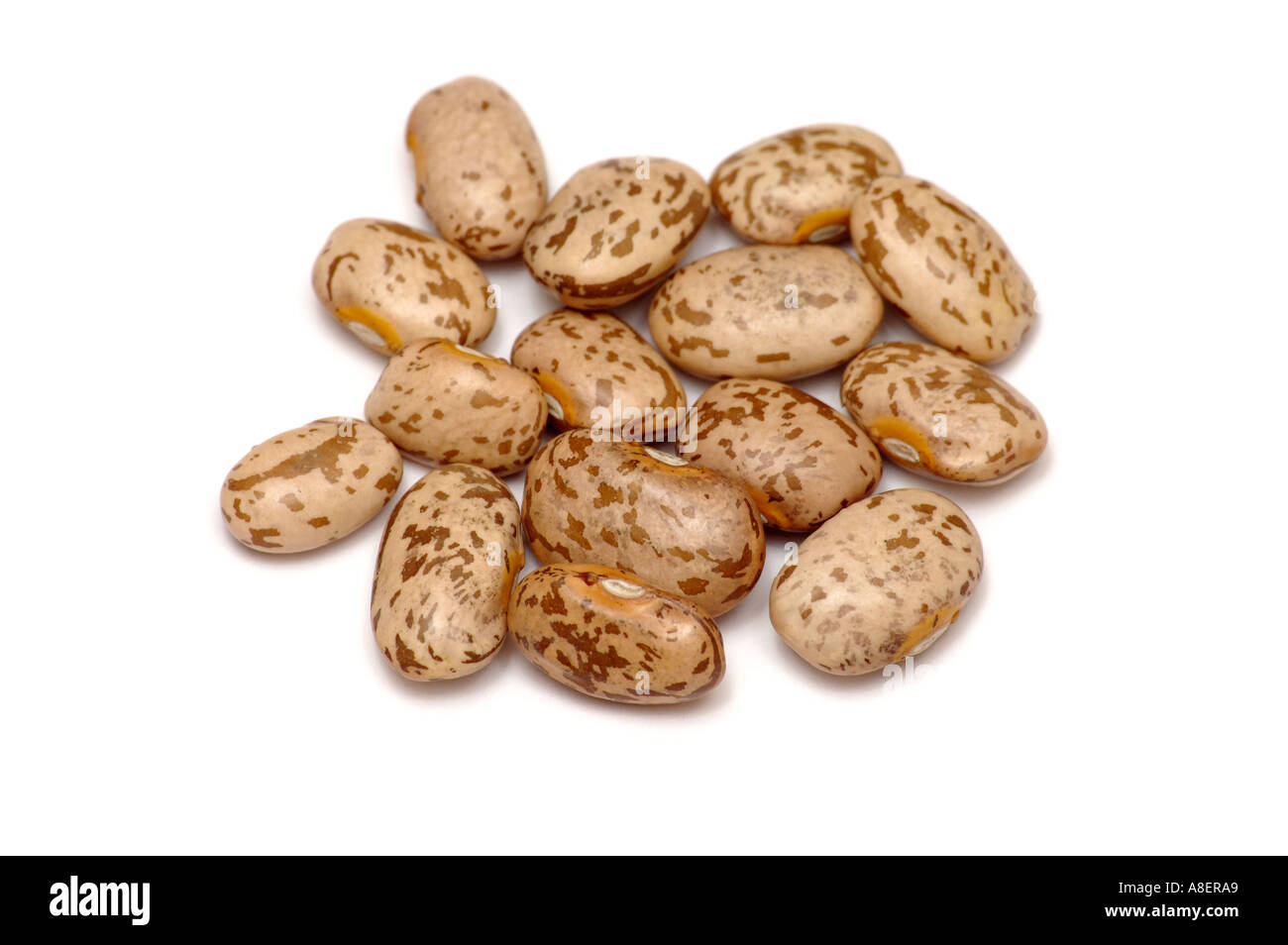 Fagioli Pinto closeup dettagli su sfondo bianco Foto Stock