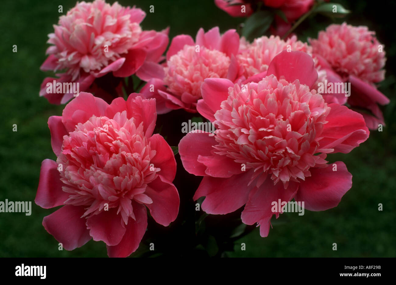 Doppio-fiorito peonia petali di rosa Pfingstrosen Foto Stock