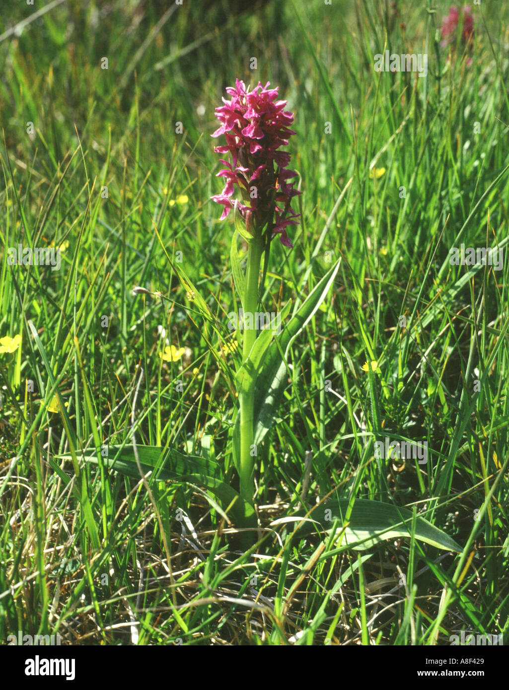 dh Early Marsh Orchidee UK Dactylorhiza Incarnata Road verge Hoy Orkney fiori selvatici Scozia flora Foto Stock