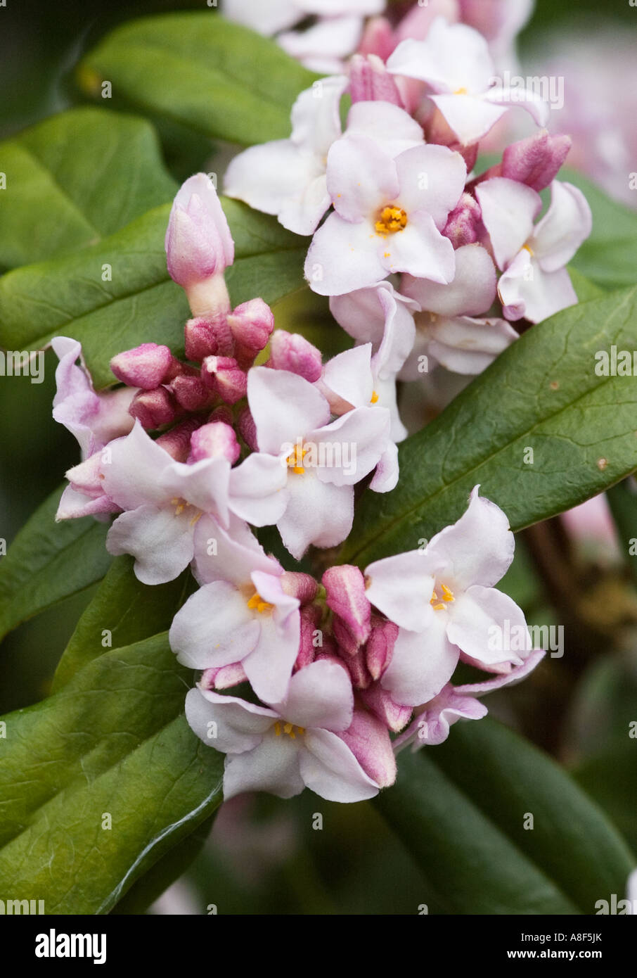 DAPHNE BHOLUA JAQUELINE POSTILL FIORI SIR HAROLD HILLIERS GARDENS HAMPSHIRE Foto Stock