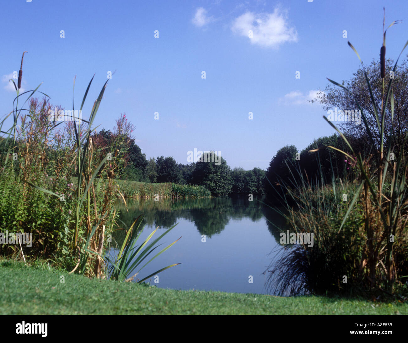 Lago ornamentale con canne e bullrushes in estate REGNO UNITO Foto Stock