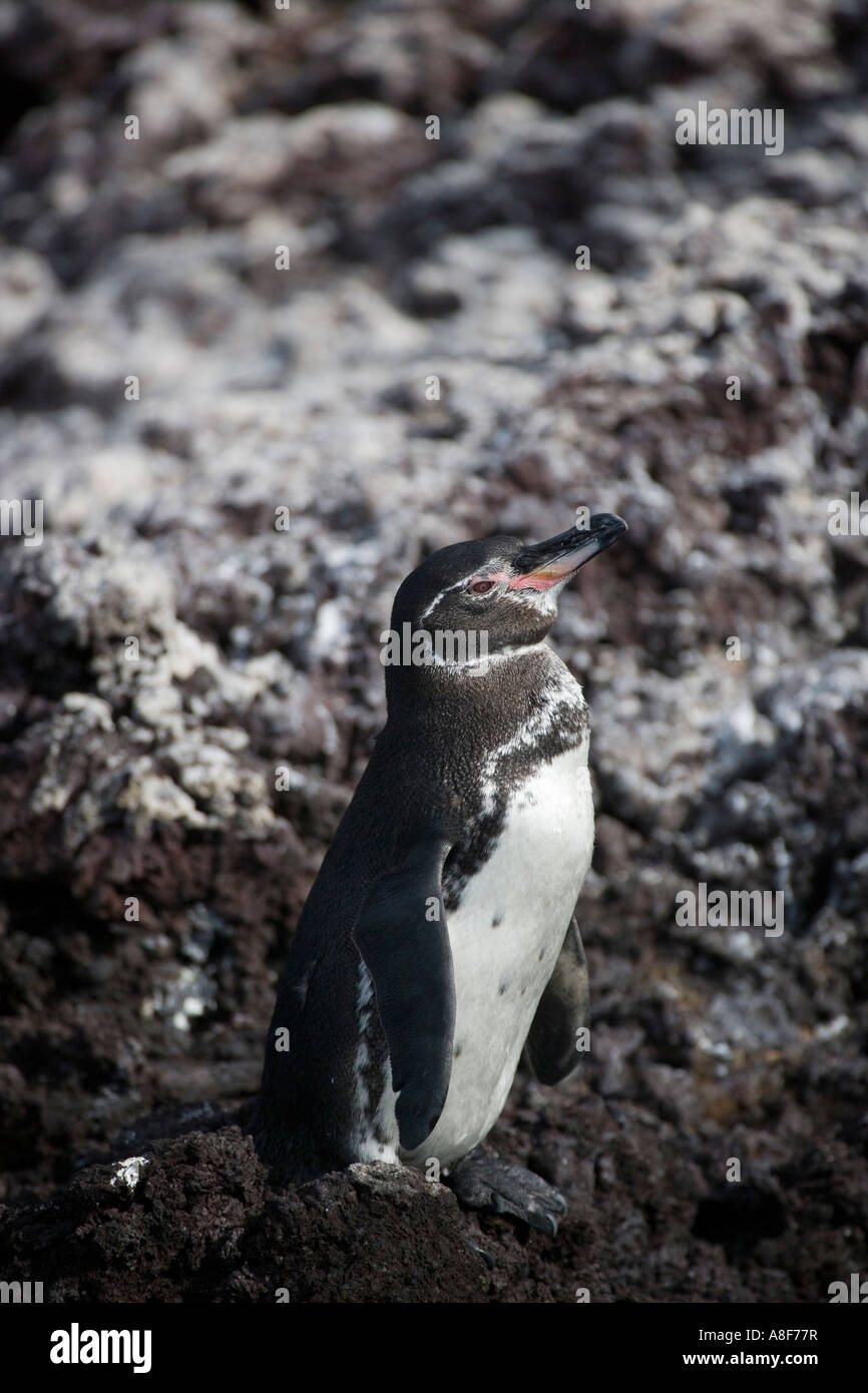 Le Galapagos penguin Foto Stock