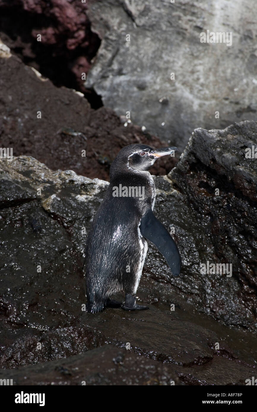 Le Galapagos penguin Spheniscus mendiculus Foto Stock