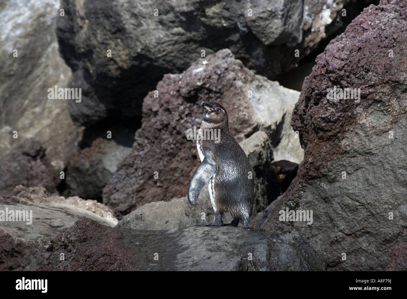 Le Galapagos penguin Spheniscus mendiculus Foto Stock