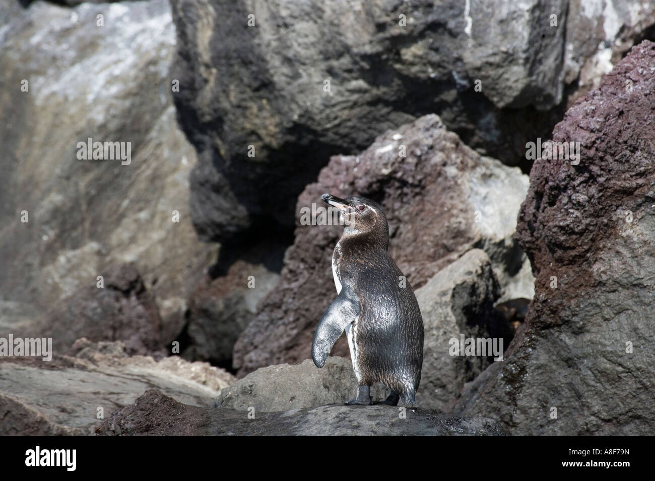 Le Galapagos penguin Spheniscus mendiculus Foto Stock