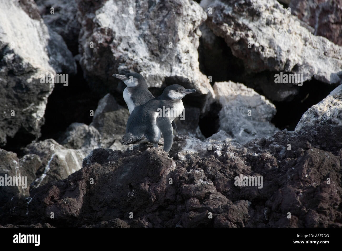 Le Galapagos penguin Spheniscus mendiculus Foto Stock