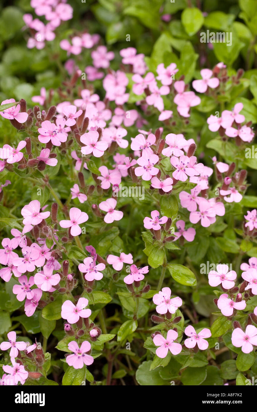 Saponaria Ocymoides Foto Stock