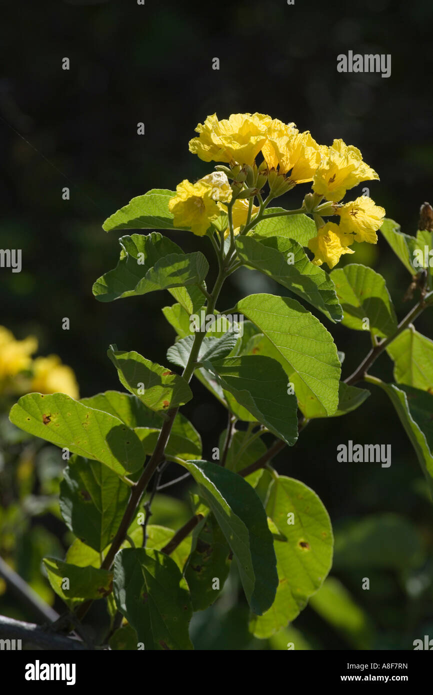 Un fiore endemico il giallo Cordia Foto Stock