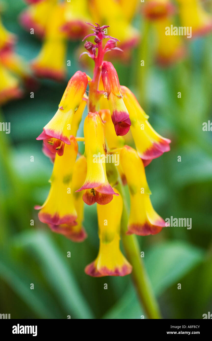 LACHENALIA ALOIDES VIQUADRICOLOR Wisley Gardens SURREY Foto Stock