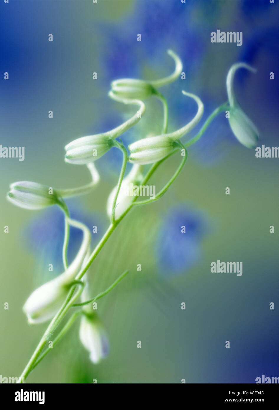 Le gemme di Delphinium " Blu " ombra diffusa dolcemente contro fuori fuoco Delphinium blu fiori sul verde sfondo sfocato Foto Stock