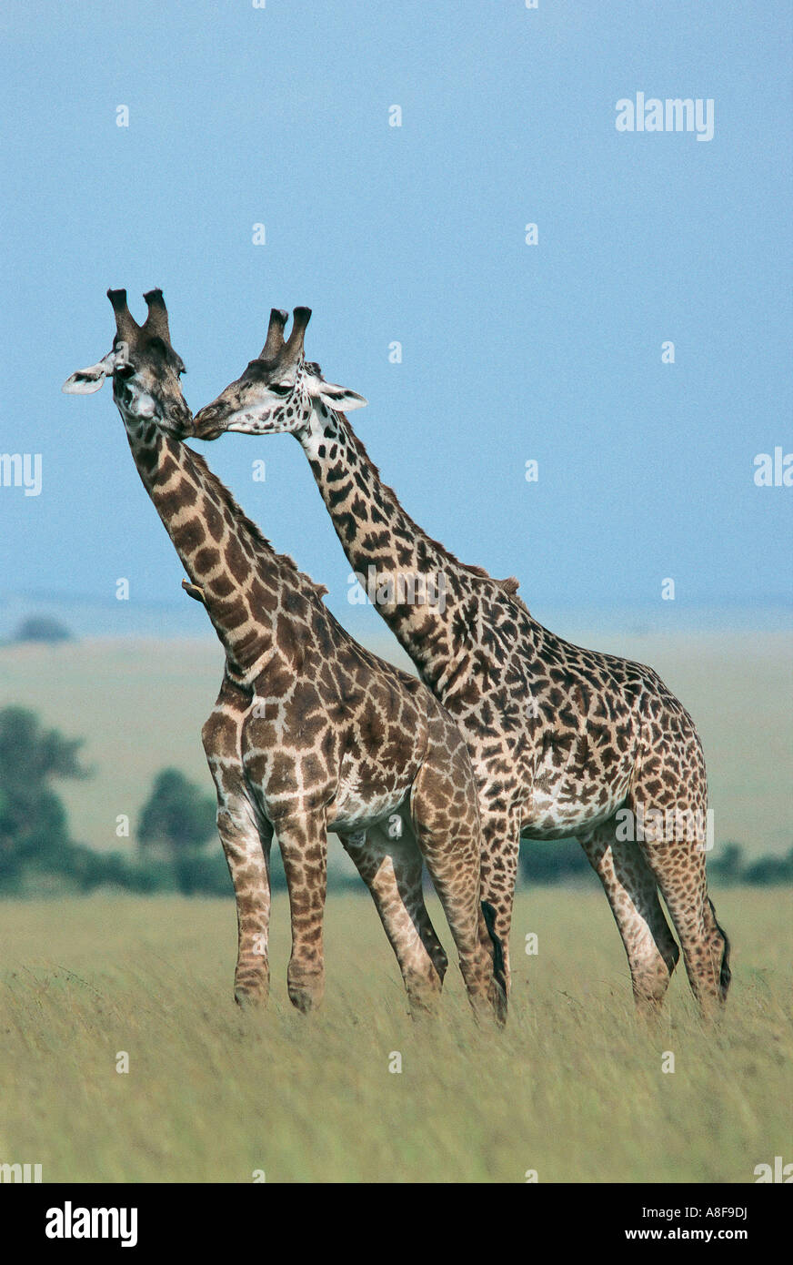 Due Giraffe Masai toccando nasi Masai Mara riserva nazionale del Kenya Foto Stock