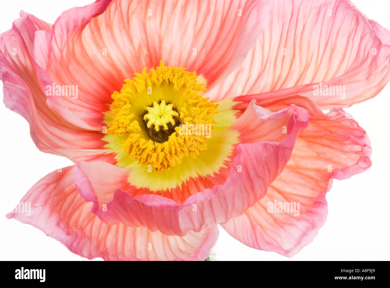 Grande Grande fiore di papavero blossom Papaver Foto Stock