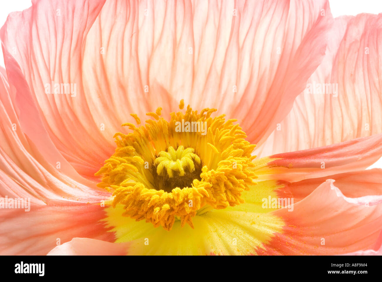 Grande Grande fiore di papavero blossom Papaver Foto Stock