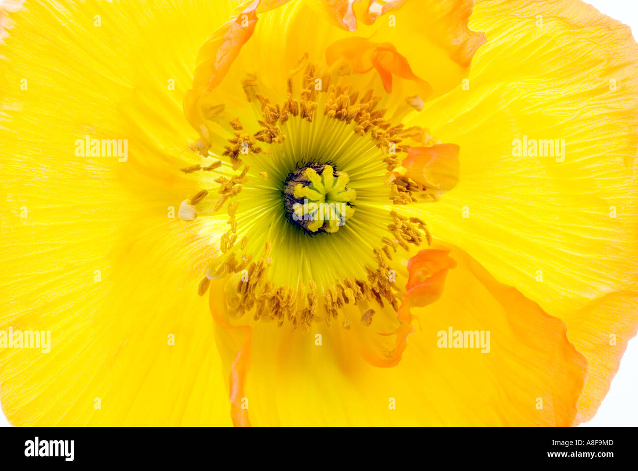 Grande Grande giallo fiore di papavero blossom Papaver CLOSEUP close up macro makro mikro micro dettaglio Foto Stock