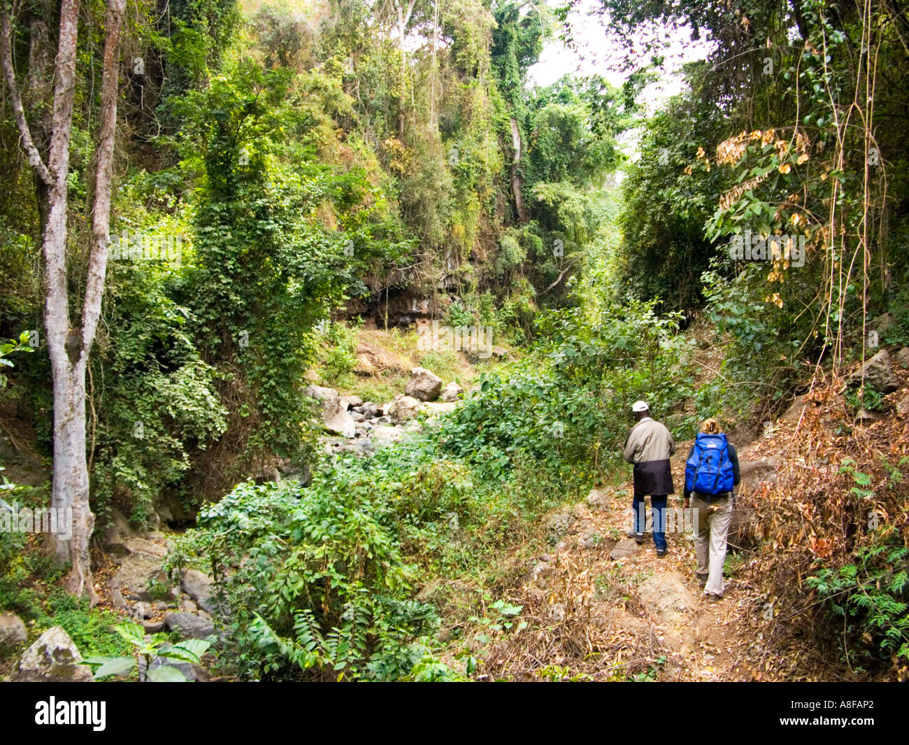 Molla di sorgente fonte bed riverbed fondo di fiume del fiume NALEMORU Oloitokitok LOITOKITOK Kenya Africa Orientale trekking guida di persone Foto Stock