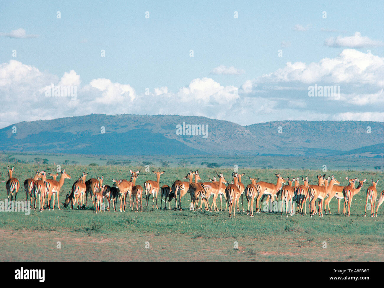 Grandi harem di allevamento Impala femmina nella Riserva Nazionale di Masai Mara Kenya Foto Stock
