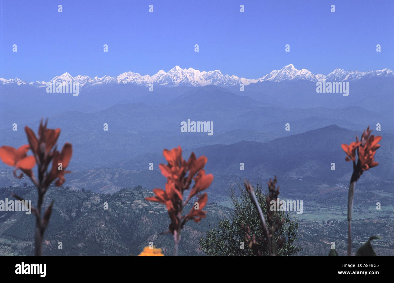 Distante Rolwaling Himal e canna indica Tagetes fiori di tagete in primo piano valle di Kathmandu in Nepal Foto Stock