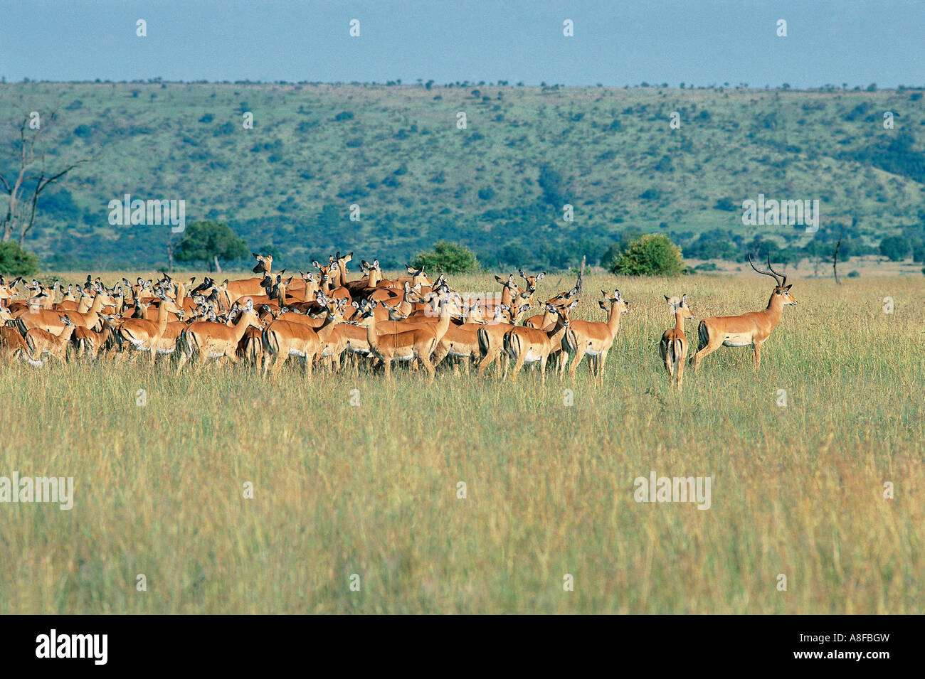 Impala maschio con parte del suo enorme harem di femmine Masai Mara riserva nazionale del Kenya Foto Stock