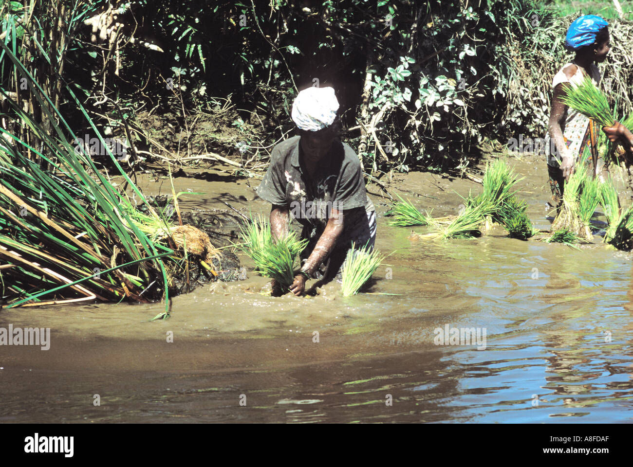La piantagione di riso sulla costa est del Madagascar Foto Stock