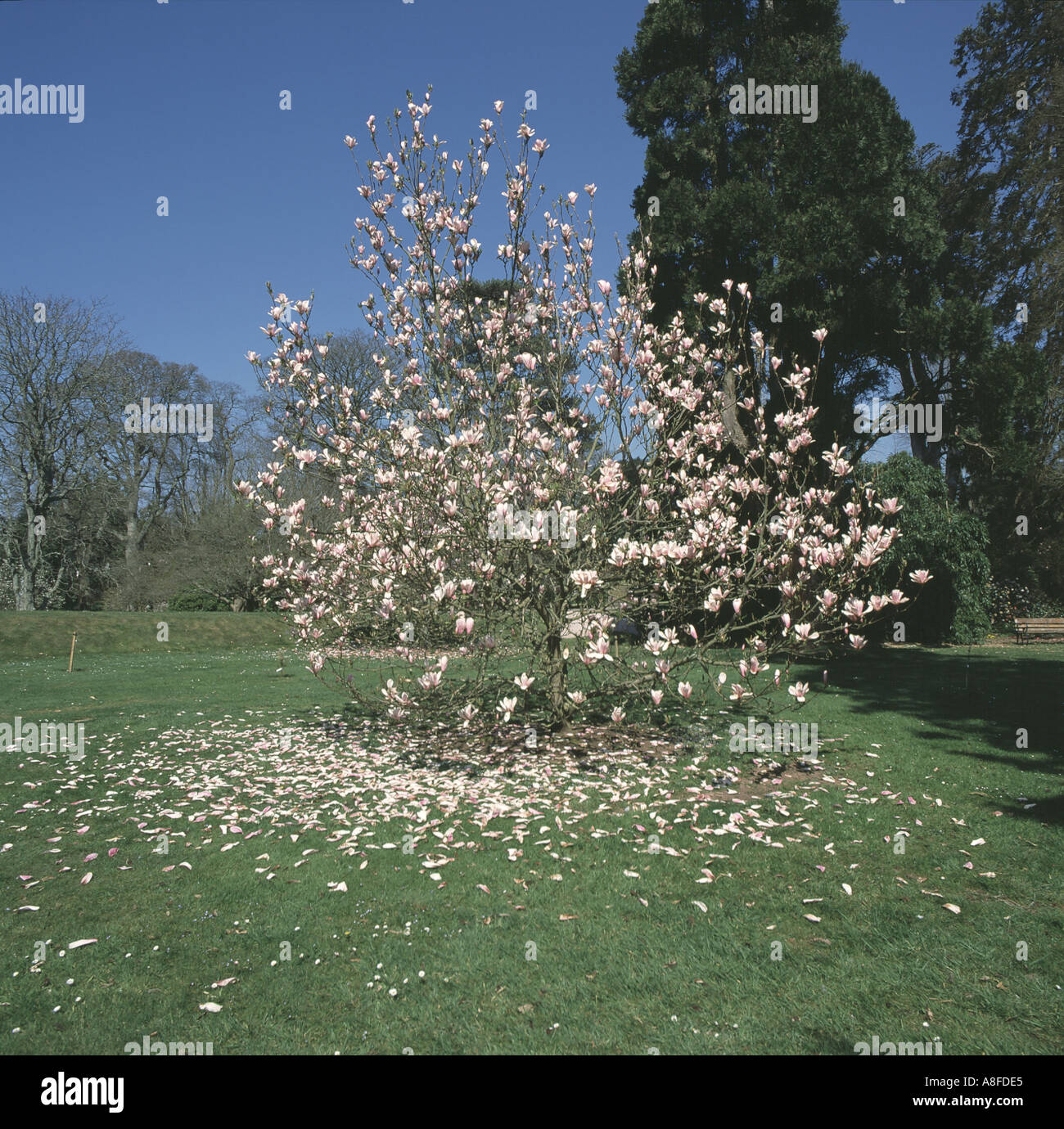 Albero di Magnolia Magnolia x soulageana fioritura in Bicton Gardens Devon ma con molti petali caduti ora sull'erba Foto Stock