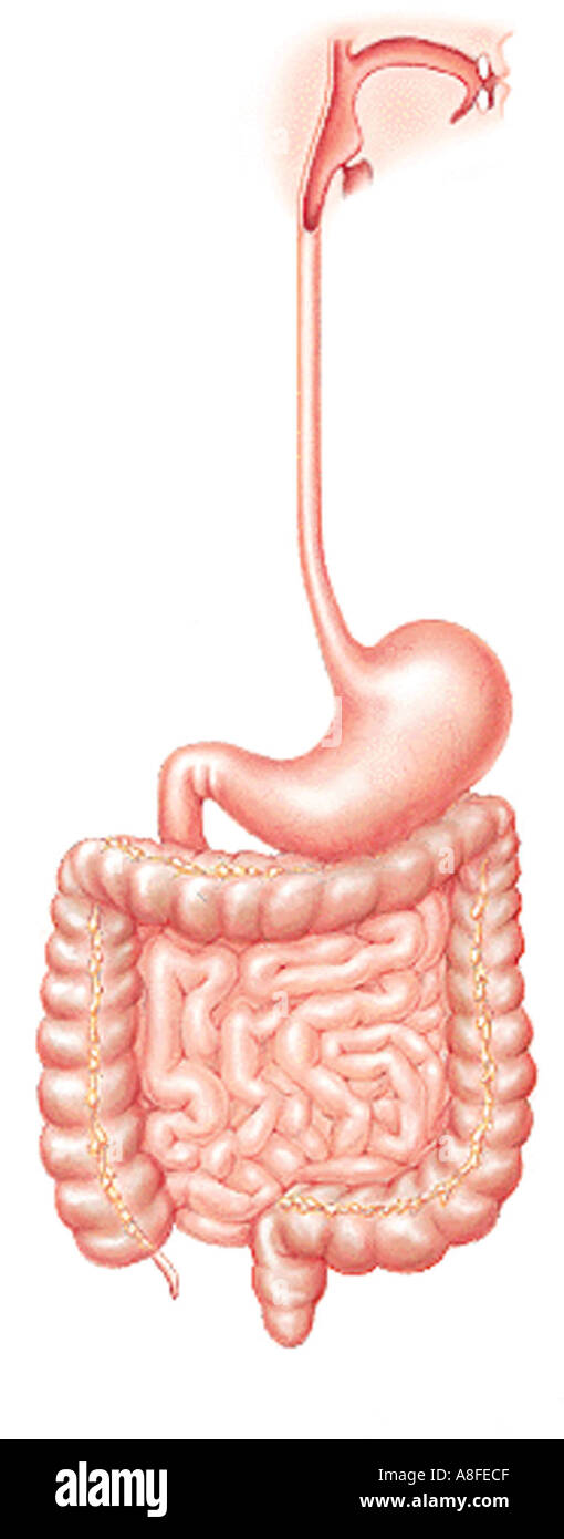 Illustrazione - tratto gastrointestinale Foto Stock