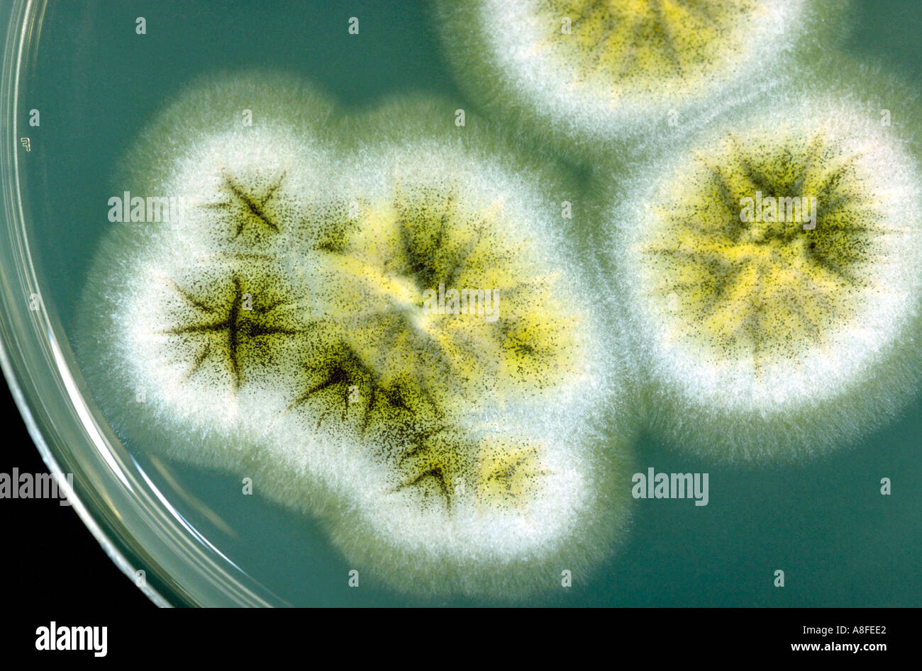 Aspergillus Niger sulla piastra di coltura Foto Stock