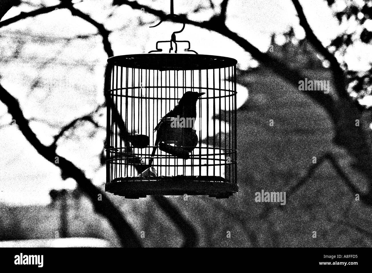 Un uccello in una gabbia Foto Stock