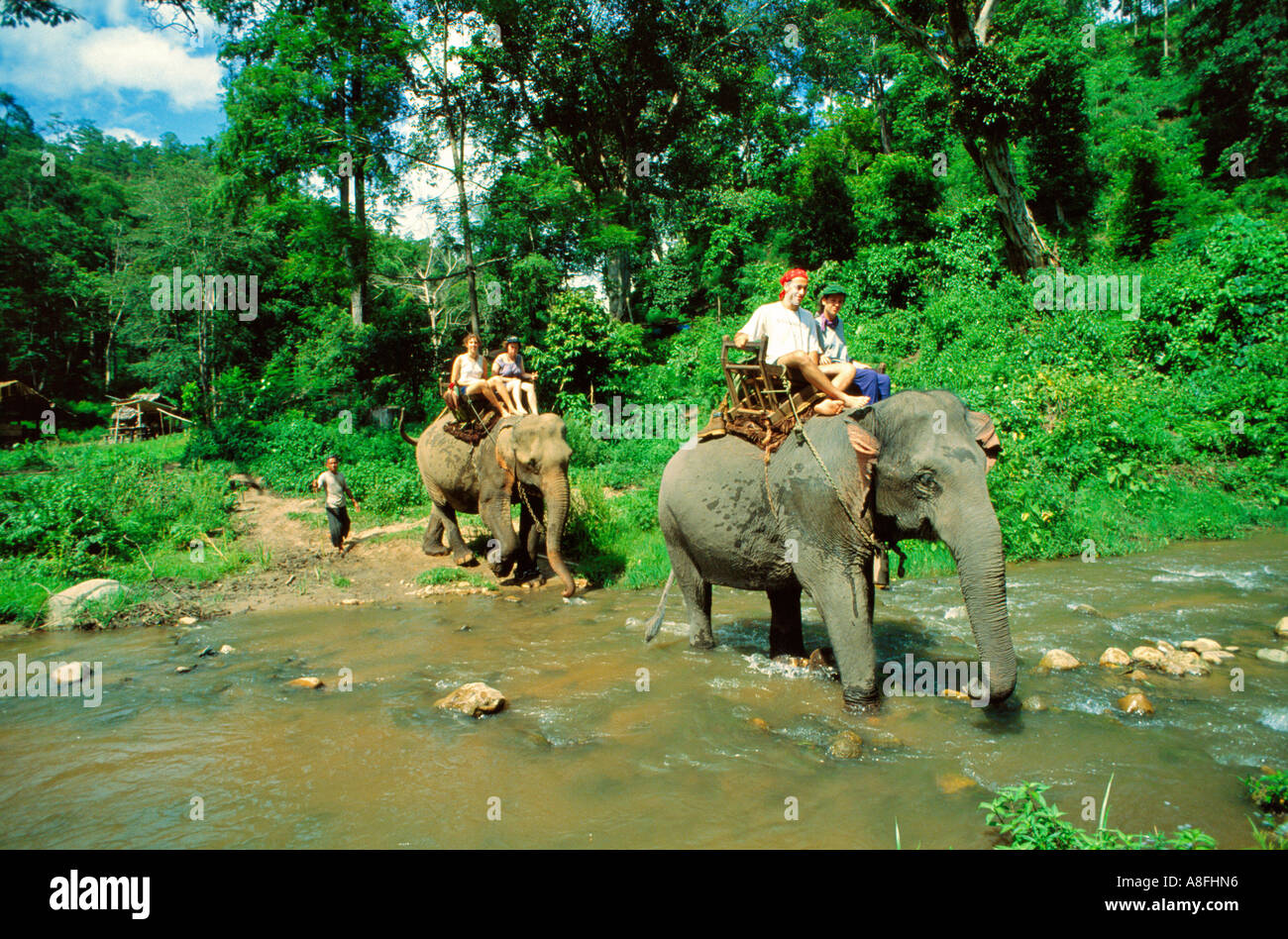 I turisti a cavallo gli elefanti sul tour di trekking nella giungla, Chang Mai, in Tailandia Foto Stock