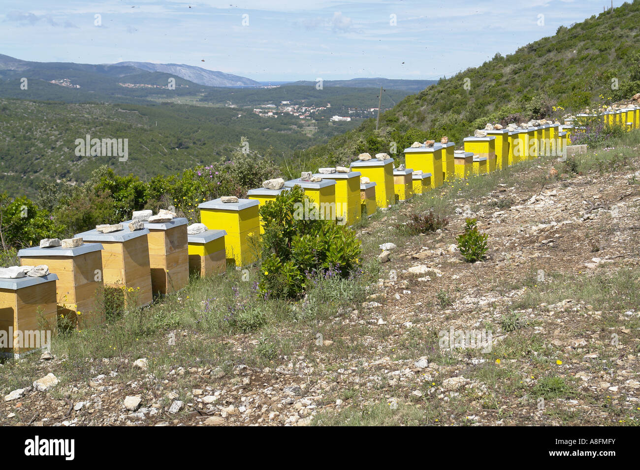 Home delle api in isola di Hvar Dalmazia Croazia Adria Foto Stock