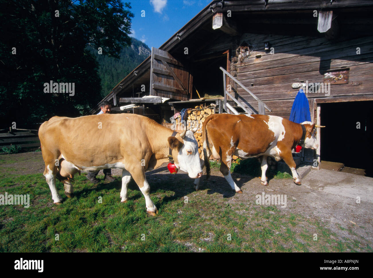 Agriturismo bovini latte di vacca agricoltore hut Austria Foto Stock