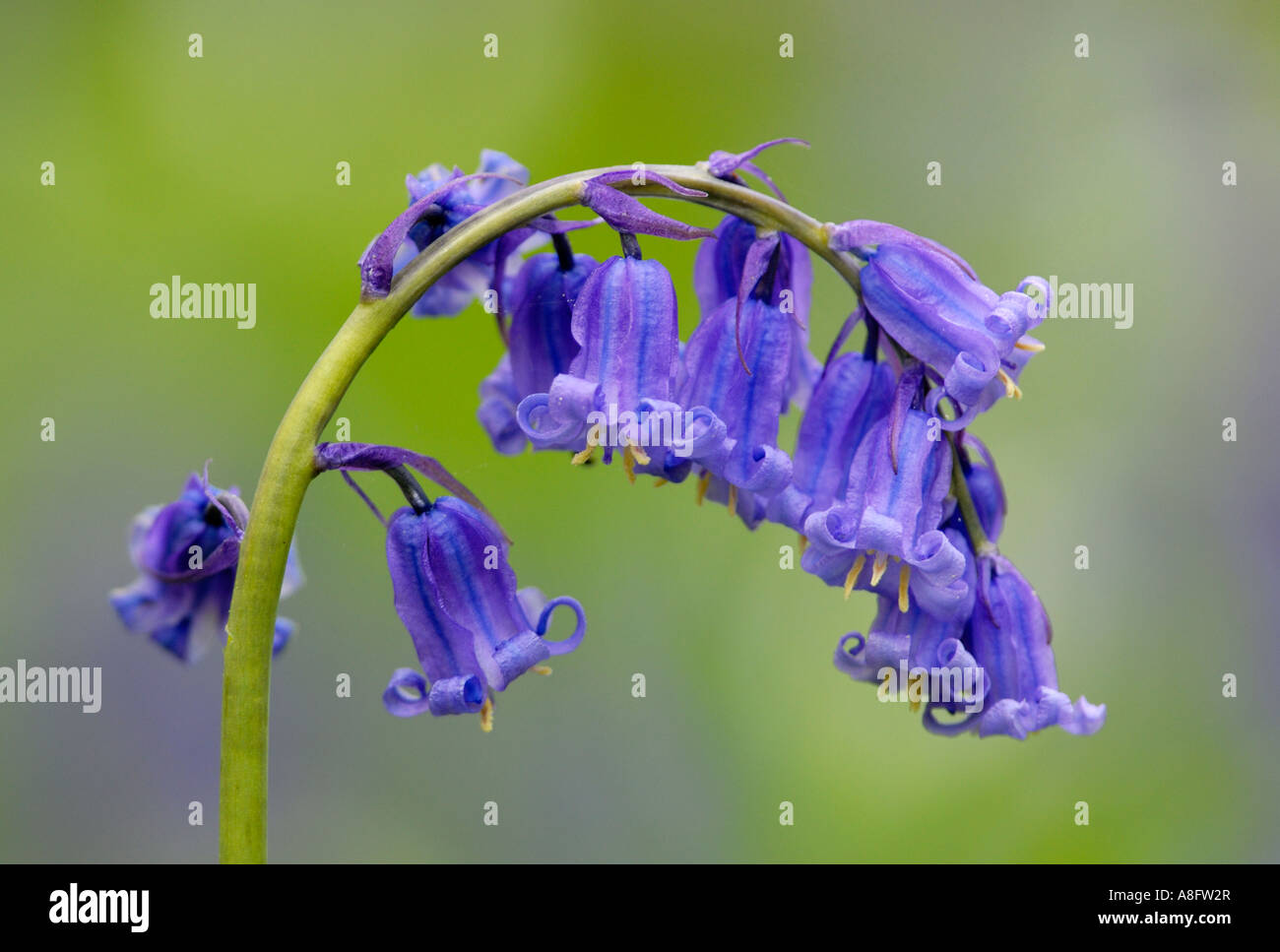 Close up fiore Bluebell hyacinthoides non scripta Foto Stock