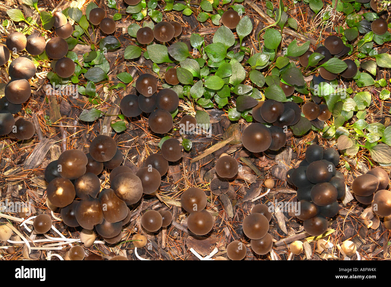 Funghi cresce sulla terra Foto Stock