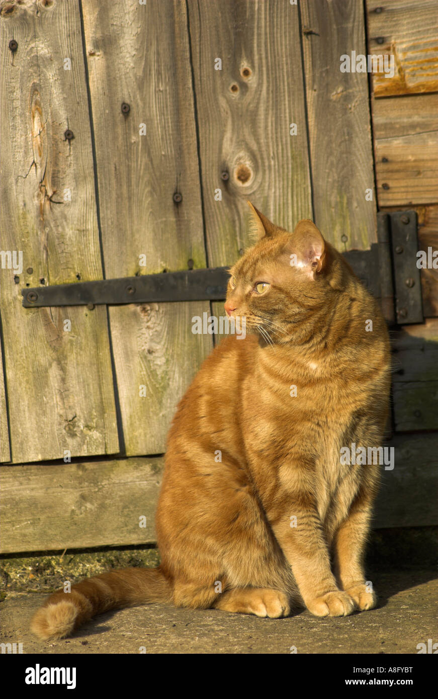 Un adulto lo zenzero domestico tabby cat. Foto Stock