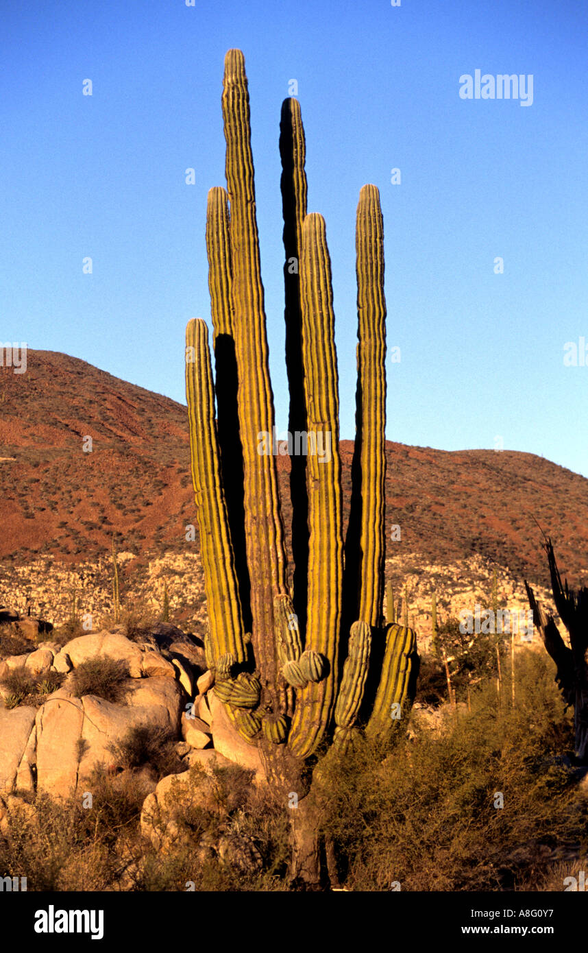 Messico cactus messicani Baja California deserto roccioso Foto Stock