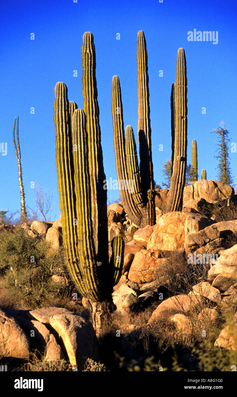 Messico cactus messicani Baja California deserto roccioso Foto Stock