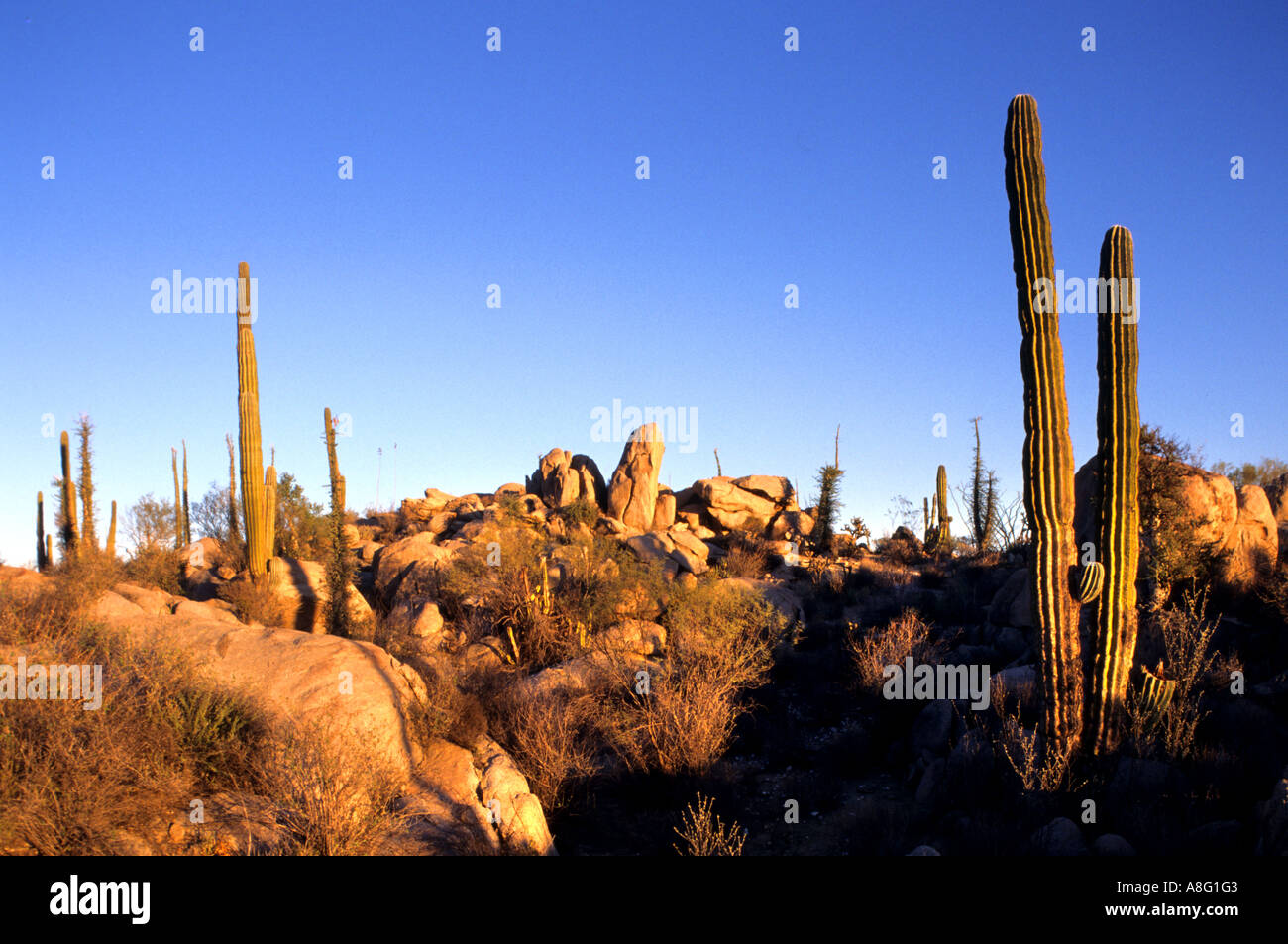 Messico cactus messicani Baja California deserto roccioso Foto Stock