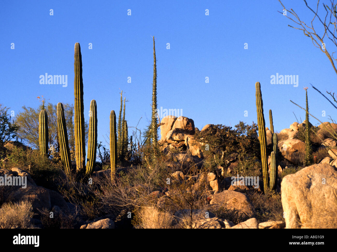 Messico cactus messicani Baja California deserto roccioso Foto Stock