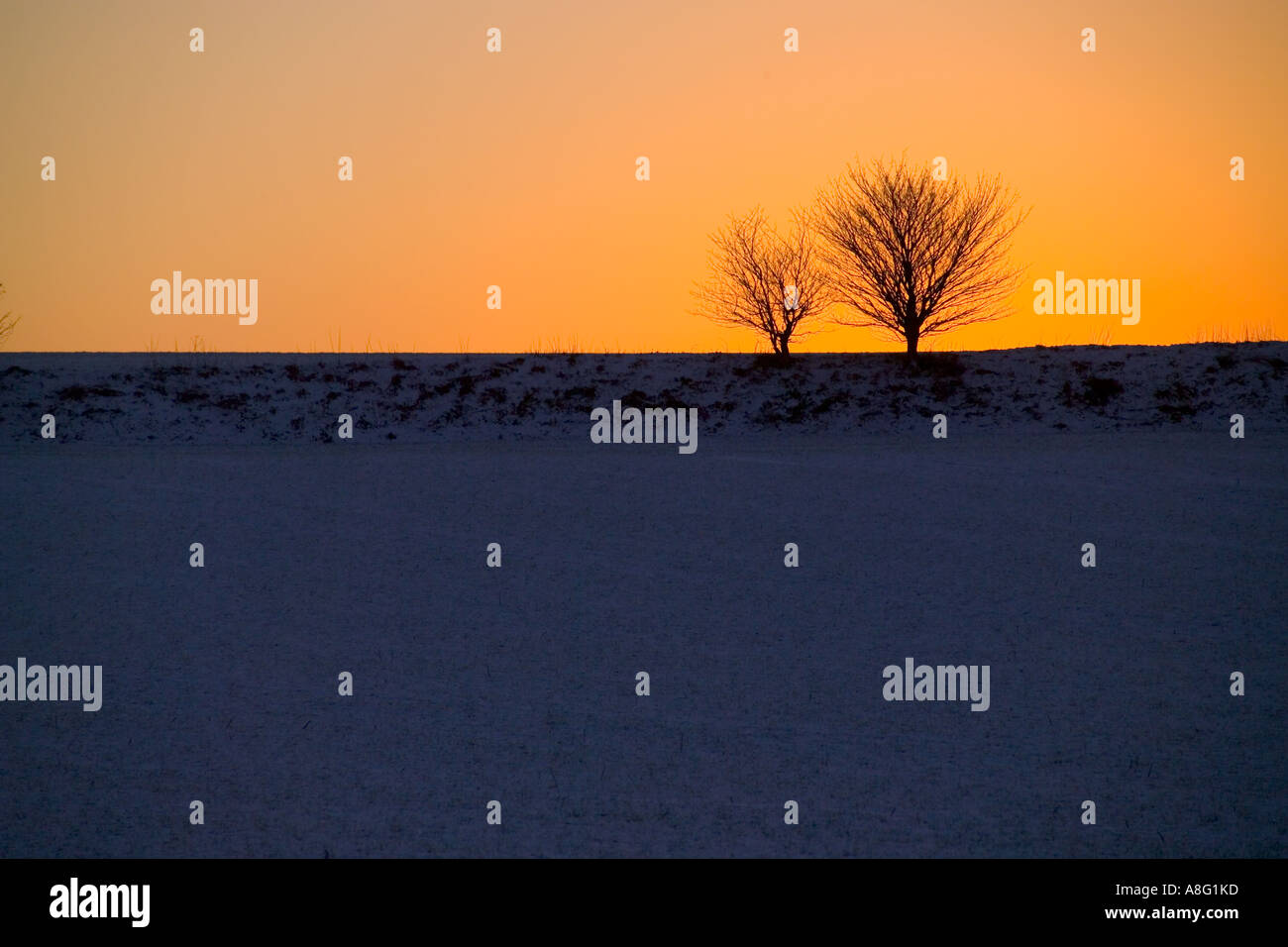 Alberi e neve su uno skyline vicino a Rochester Kent, al tramonto Foto Stock