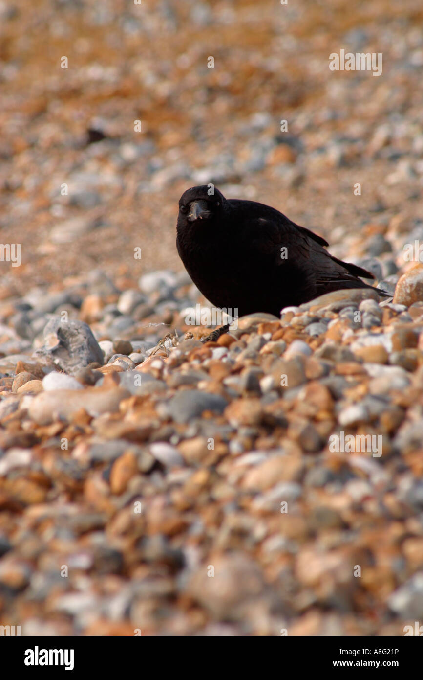 Un singolo adulto Carrion Crow (Corvus corone) sulla spiaggia di ghiaia foraging per il cibo a Goring by Sea, West Sussex, UK Foto Stock