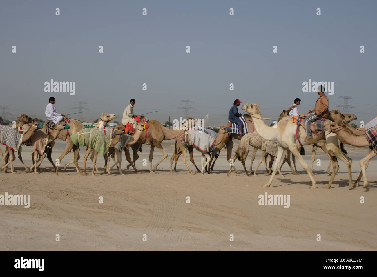 Camel racing District, Dubai Emirati Arabi Uniti. Foto di Willy Matheisl Foto Stock