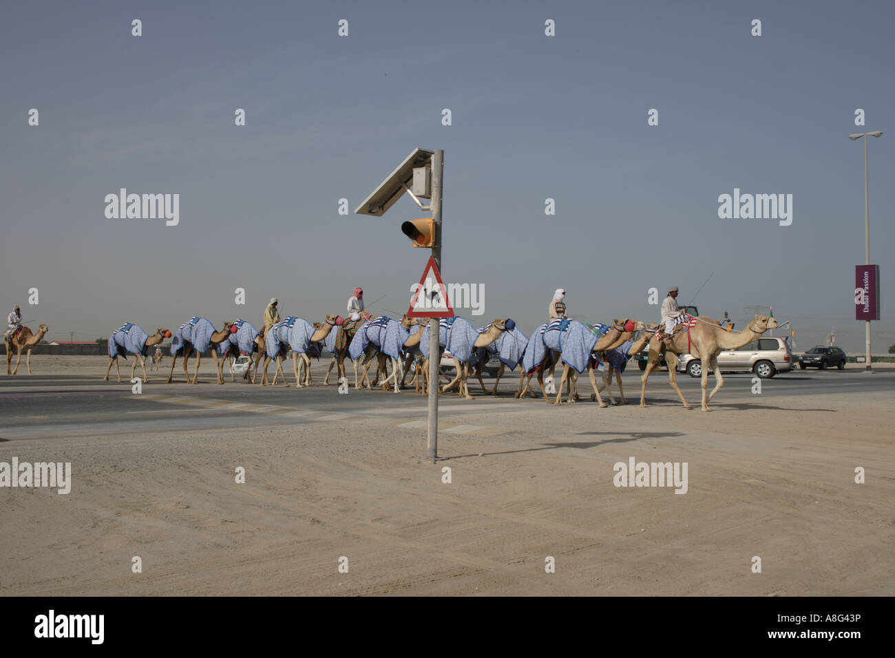 Camel attraversando la strada alla racing District, Dubai Emirati Arabi Uniti. Foto di Willy Matheisl Foto Stock