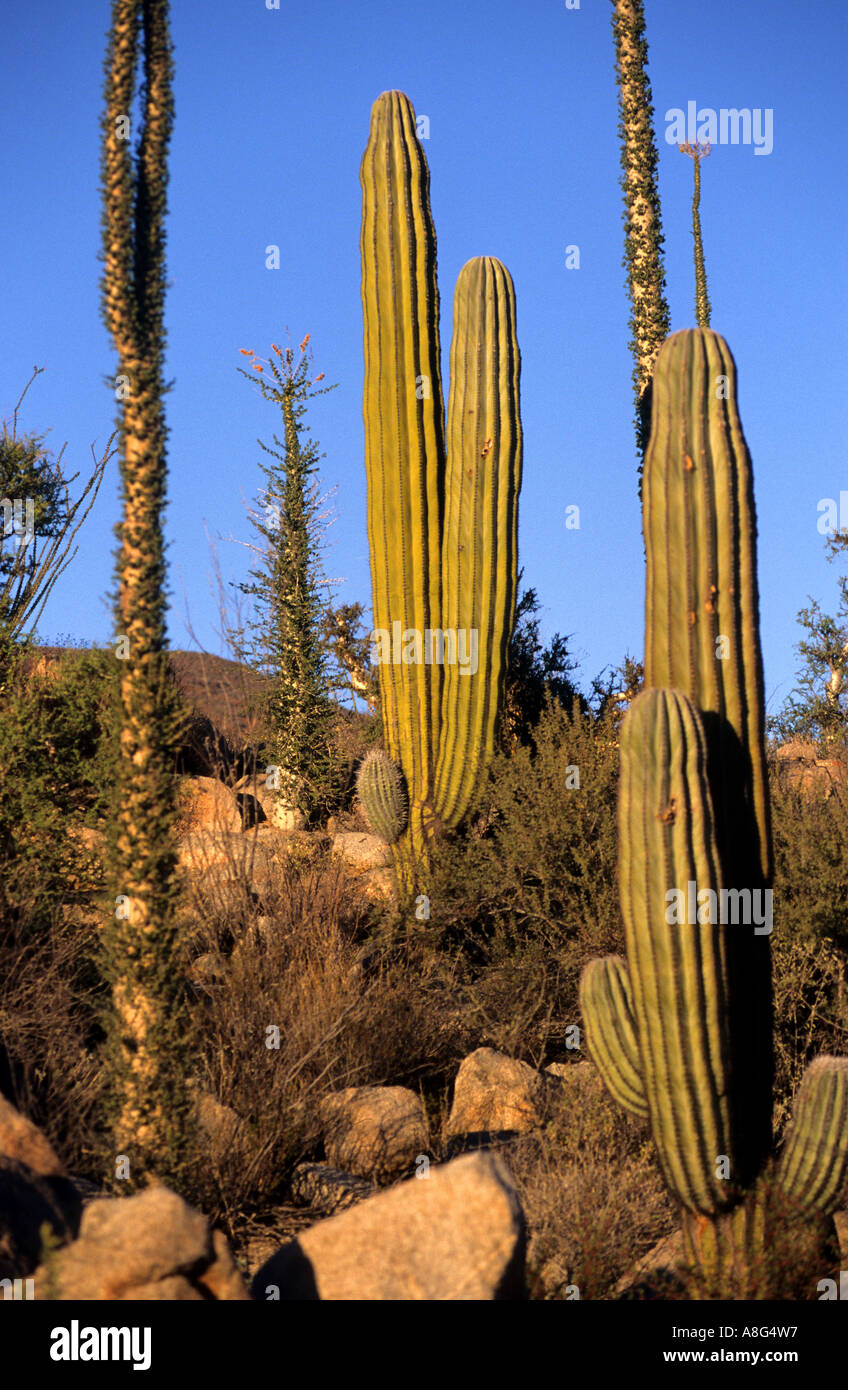 Messico cactus messicani Baja California deserto roccioso Foto Stock
