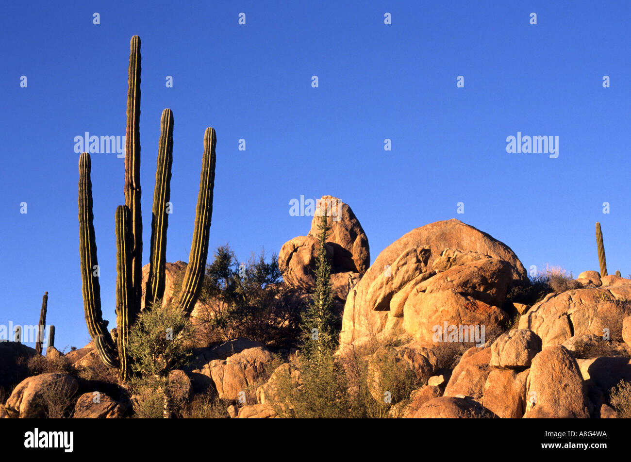Messico cactus messicani Baja California deserto roccioso Foto Stock