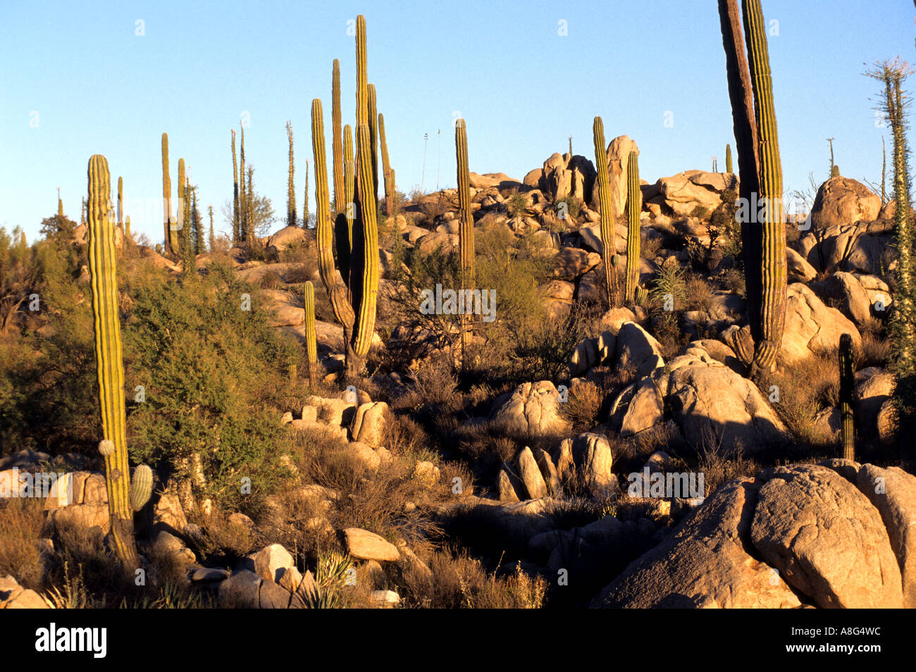 Messico cactus messicani Baja California deserto roccioso Foto Stock